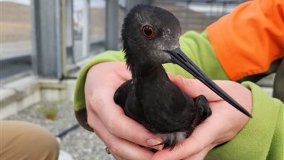 بعد انتشار سلالة قاتلة في أوروبا.. نيوزيلندا تطعم الطيور المهددة بالانقراض