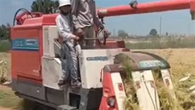 سعادة بين مزارعي كفر الشيخ خلال حصاد محصول الأرز: الإنتاجية عالية والميكنة الزراعية وفرت علينا كتير| بث مباشر