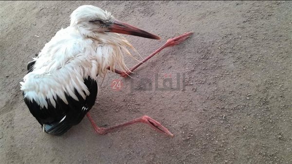 العثور على طائر اللقلق