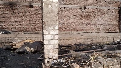 حريق بأحد أحواش منازل الأقصر يلتهم 3 مواشٍ وتروسيكل| بث مباشر