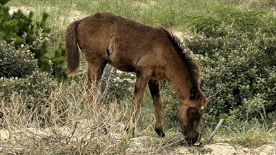  ينتقل عن طريق البعوض.. تعرف على أعراض ووسائل انتقال فيروس التهاب الدماغ الخيلي 