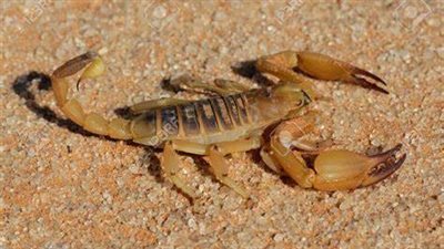 العقارب والثعابين تلدغ 3 أشخاص بسبب ارتفاع درجات الحرارة بالوادي الجديد | بث مباشر