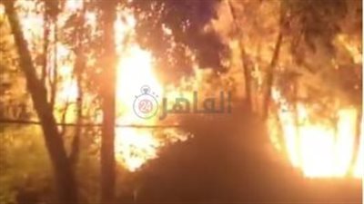 اندلاع حريق في أشجار ونخيل بالجيزة.. والحماية المدنية تخمده