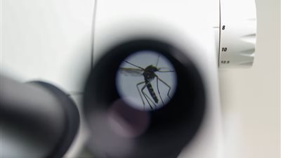 وفاة أول حالة بشرية بالتهاب الدماغ الخيلي في الولايات المتحدة هذا العام