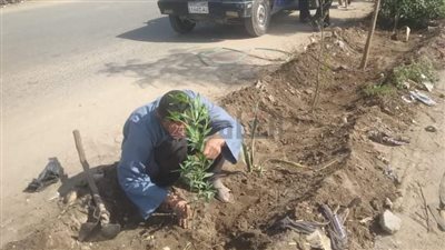 زراعة 135 شتلة ضمن مبادرة 100 مليون شجرة بمركز مطاي بالمنيا