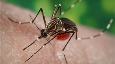 اكتشاف حالة جديدة مصابة بالتهاب الدماغ الخيلي الشرقي بالولايات المتحدة