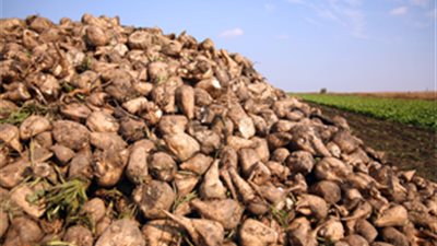 مع انخفاض درجات الحرارة.. زراعة بورسعيد تقدم تنبيهات هامة لمزارعي بنجر السكر