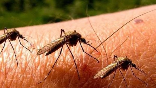 لدغات بعوض 