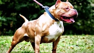 مقتل جد وحفيدته الرضيعة في أمريكا بعد هجوم 7 كلاب.. ما القصة ؟ 