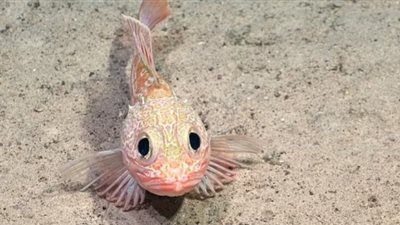 لم يسبق رؤيتها..اكتشاف 20 نوعًا من الكائنات البحرية تحت جبل ضخم في نازكا