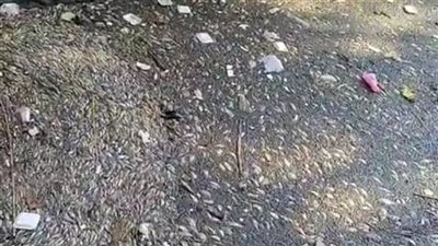 الطب البيطري بالغربية يعاين موقع نفوق الأسماك في مياه السنطة 