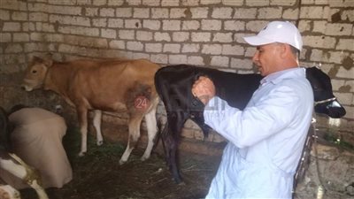 بيطري المنيا: تحصين 296 ألف رأس ماشية ضد الحمى القلاعية والوادي المتصدع