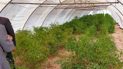 لتحقيق أعلى معدلات الإنتاج.. توزيع 47 ألف طن أسمدة على المزارعين في المنوفية