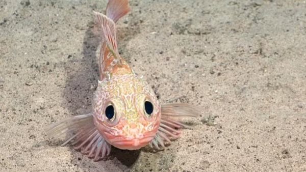 نوع جديد من سمك العقرب