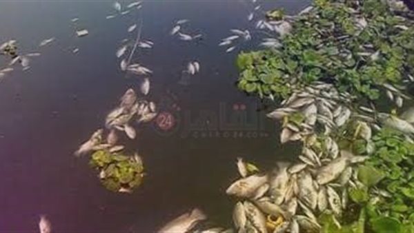 نفوق أسماك في ترعة