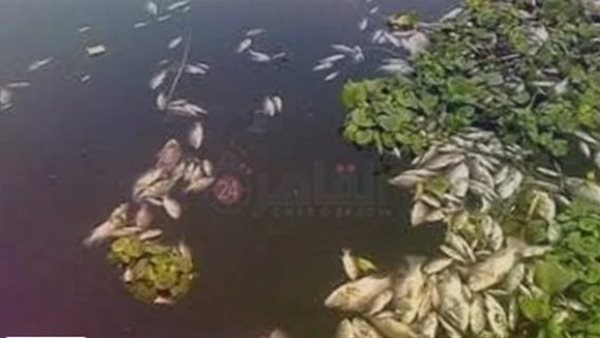 نفوق الأسماك - أرشيفية