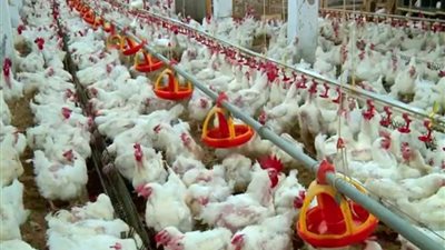 تراجع المبيعات يهبط بأرباح “القاهرة للدواجن” في 6 أشهر