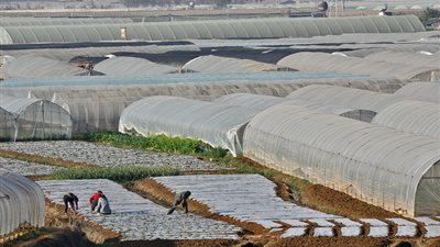 “البترول”: إنشاء مجمعًا للصوب الزراعية على مساحة 16.5 ألف فدان باللاهون