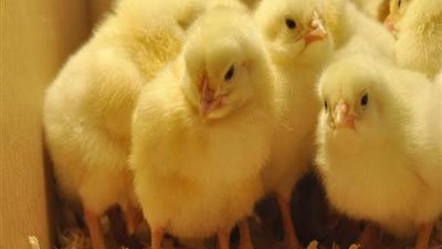 تعرف على أسعار الكتكوت الأبيض اليوم الاثنين في بورصة الدواجن