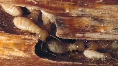 بعد مهاجمة النمل الأبيض للإسكندرية.. نقيب الزراعيين: تمثل خطرًا داهمًا على العقارات (خاص)