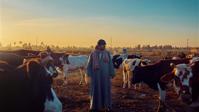 الحكومة: لم تتفشى أي أمراض وبائية بين الماشية في مصر