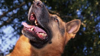 كلاب مسعورة تهاجم زوج طبيبة داخل عقار بالقاهرة الجديدة