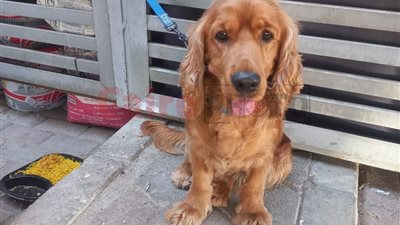 كلبه عقر سيدة وابنتها| حجز جراح شهير في واقعة الشيخ زايد للتحريات.. وعرض الكلب على الطب البيطري