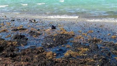 تسريب زيتي في مياه رأس غارب.. والمحافظة ترفع حالة الطوارئ | بث مباشر