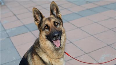 كلب بوليسي يعقر أردنية في كمبوند الياسمين بالشيخ زايد