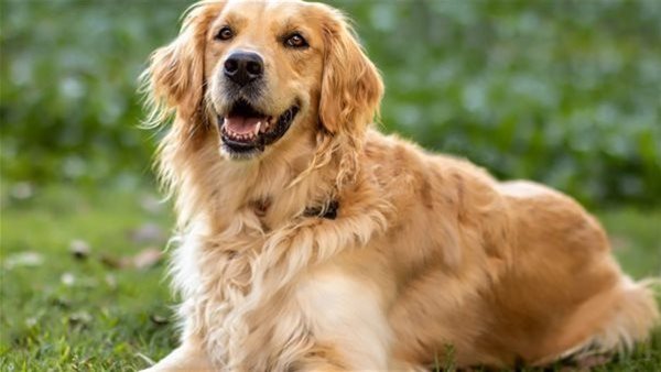 كلب - أرشيفية