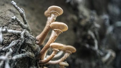 العلاج بالفطر السحري مفيد لمرضى الاكتئاب | دراسة
