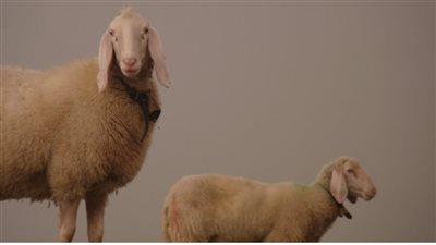 خسائر كبيرة في المزارع والشركات.. فيروس اللسان الأزرق يثير الذعر في إيطاليا 