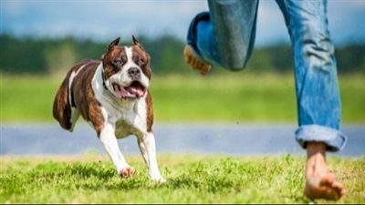 بـ غرامة 600 يورو.. مدينة إيطالية تدرس فرض رسوم يومية على كلاب السائحين