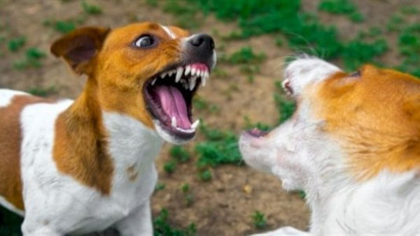 تفسير حلم ضرب الكلب