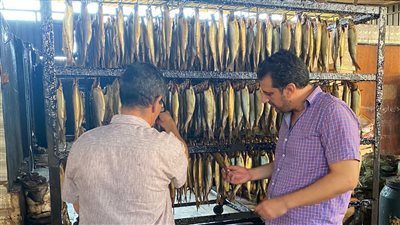 ضبط طن ونصف أسماك مدخنة غير صالحة للاستهلاك الآدمي بالغربية