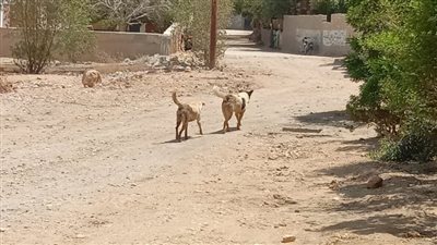 أسرة الطفل زكريا تروى تفاصيل وفاته بسبب عقر الكلاب له في سوهاج| صور