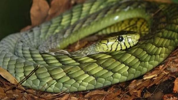 ثعبان - أرشيفية