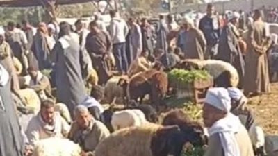 مصرع شاب في مشاجرة داخل سوق مواشي بكفر الشيخ.. والأمن يكثف جهوده لضبط الجناة | بث مباشر