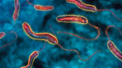 الأمم المتحدة: تسجيل أكثر من 186 ألف حالة كوليرا و680 وفاة في اليمن