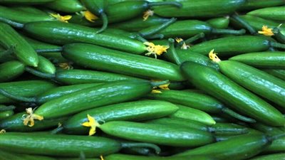 %25 تراجعا في أسعار الخيار والكوسة.. وهذا موعد انخفاض الطماطم