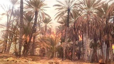 اندلاع حريق بمزارع نخيل في قرية القصر بـ الوادي الجديد