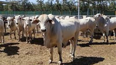 شركة برازيلية تدرس إقامة مزرعة نموذجية للجاموس الحلاب بمصر