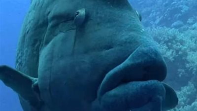 تغير جنسها ومهددة بالانقراض.. غطاسون يرصدون ظهور سمكة نابليون في مرسى علم | بث مباشر