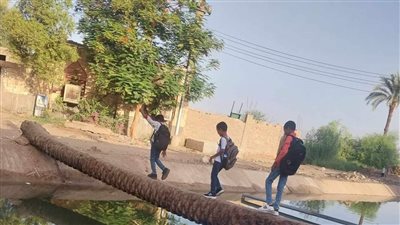 رئيس مدينة قوص يعلق على مرور طلاب بجذع نخلة للوصول لمدرستهم