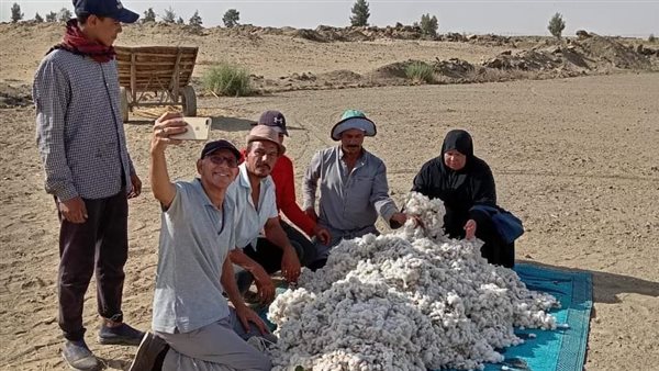 جانب حصاد محصول القطن