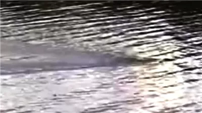 لقطات جديدة تشير إلى احتمالية وجود وحوش أسطورية في بحيرة بإسكتلندا 