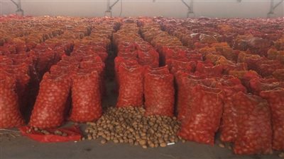 الزراعة تعلن خلو 617 ألف فدان بطاطس من العفن البني