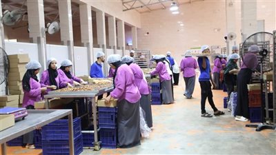 محافظ الوادي الجديد يوجه بتيسير إجراءات استلام محصول البلح من المزارعين| صور