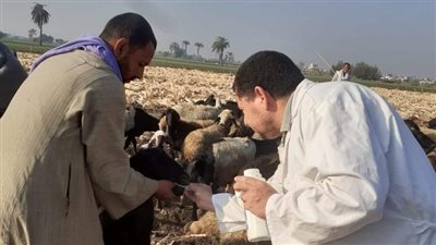 بيطري المنيا: تقديم 1242 خدمة علاجية مجانية في 3 قرى ضمن مبادرة بداية
