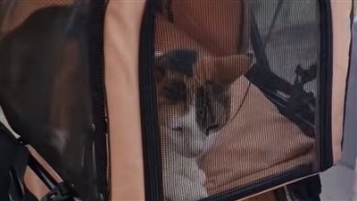 بـ طعام للقطط وتورتة.. سيدة تثير الجدل بعد إقامتها عيد ميلاد لقطتها 